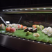 Hoshizaki HNC-150BA-R-SLH sushi display case with right side condenser and LED lighting.